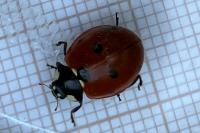 Coccinella septempunctata