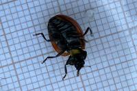 Coccinella septempunctata