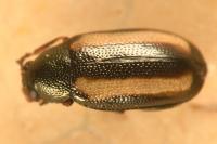 Phyllotreta vittula
