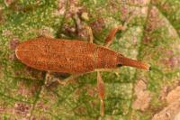 Lixus pulverulentus