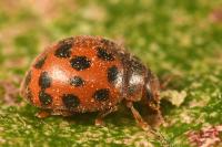 Subcoccinella vigintiquatuorpunctata