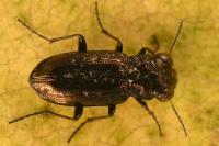 Notiophilus quadripunctatus