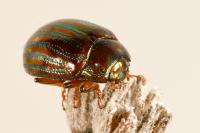 Chrysolina americana