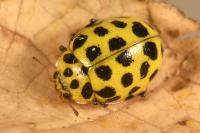 Psyllobora vigintiduopunctata