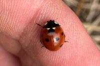 Coccinella septempunctata