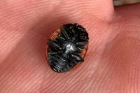 Coccinella septempunctata