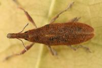 Lixus pulverulentus