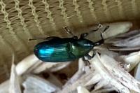 Aulacobaris coerulescens