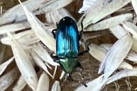 Aulacobaris coerulescens