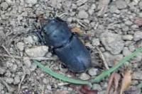 Dorcus parallelipipedus