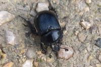 Typhaeus typhoeus
