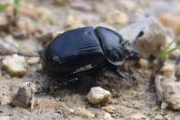 Typhaeus typhoeus