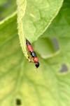 Paederus littoralis