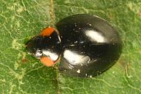 Parexochomus nigromaculatus