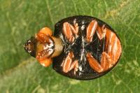 Parexochomus nigromaculatus