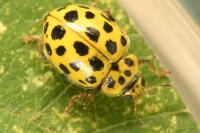 Psyllobora vigintiduopunctata