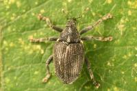 Ceutorhynchus picitarsis