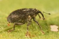 Ceutorhynchus picitarsis