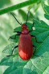 Pyrochroa serraticornis