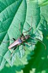 Stenocorus meridianus
