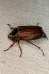 Melolontha melolontha