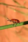 Crioceris duodecimpunctata