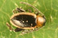 Longitarsus dorsalis