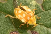 Halyzia sedecimguttata