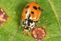 Hippodamia variegata