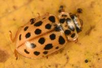 Anisosticta novemdecimpunctata