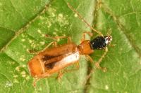 Demetrias monostigma