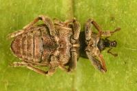 Hypera postica