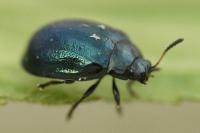 Plagiodera versicolora