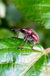 Rhynchites auratus
