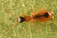 Demetrias monostigma