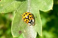 Harmonia axyridis