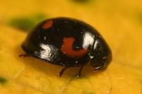Exochomus quadripustulatus