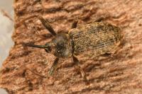 Dorytomus longimanus