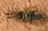 Dorytomus longimanus