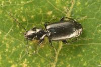 Microlestes minutulus