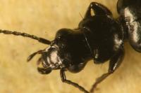 Microlestes minutulus