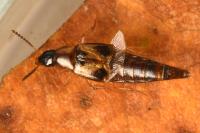 Lordithon trinotatus