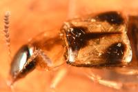 Lordithon trinotatus