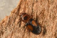 Laemophloeus monilis