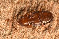 Laemophloeus monilis