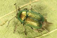 Cryptocephalus aureolus