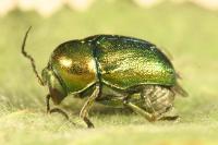 Cryptocephalus aureolus