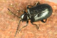 Oulema gallaeciana