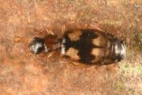 Calodromius bifasciatus