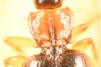 Calodromius bifasciatus